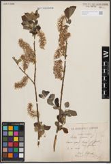 Foto von Salix cinerea L.